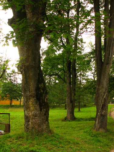 2008-08-29 16-33-36.JPG - 2008-RO>Borsec